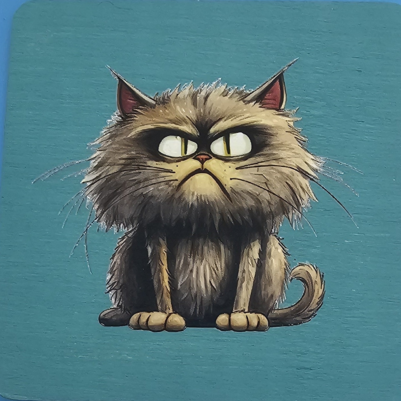 Stout angry cat