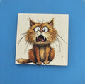 Scaredy Cat