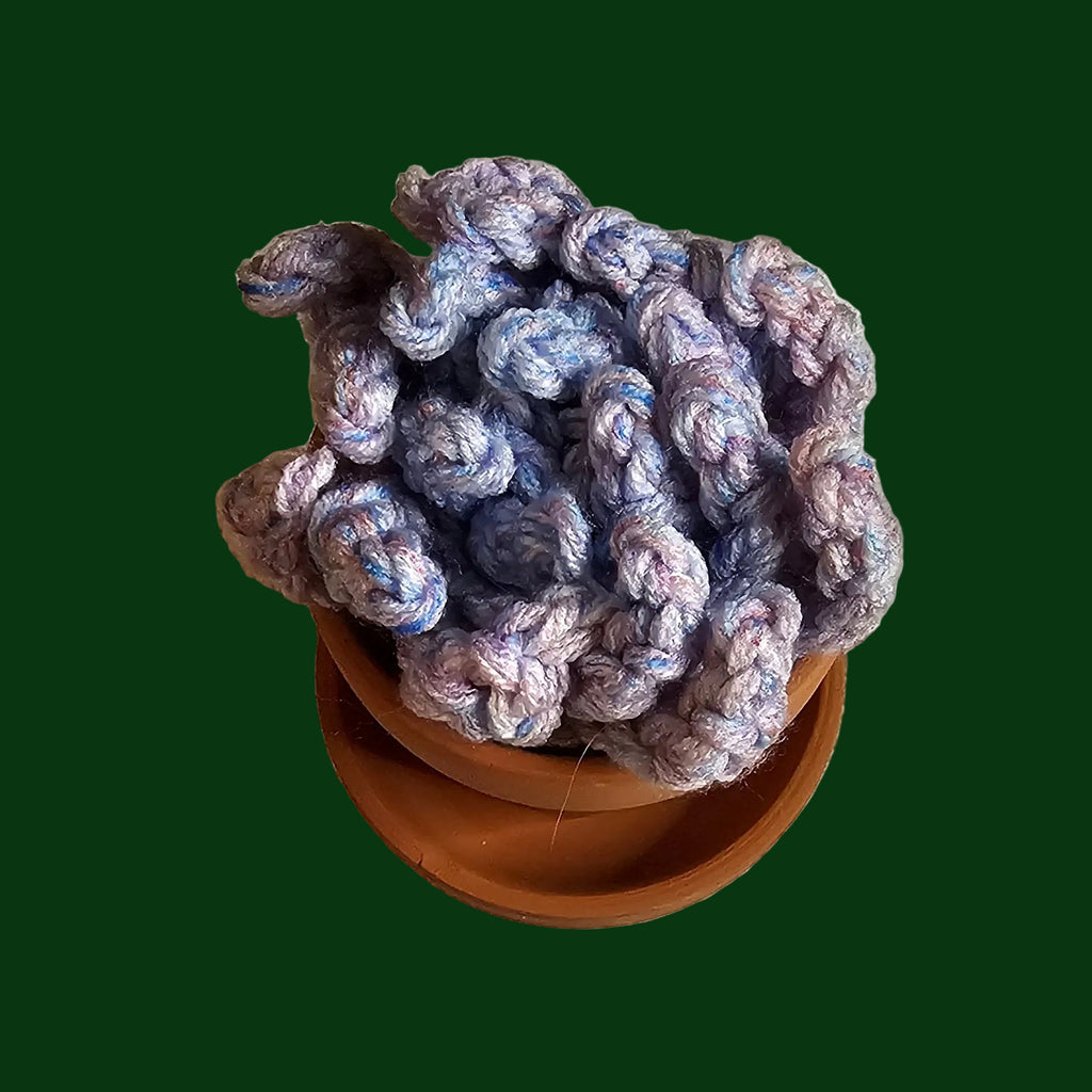 2 inch variegated succulent