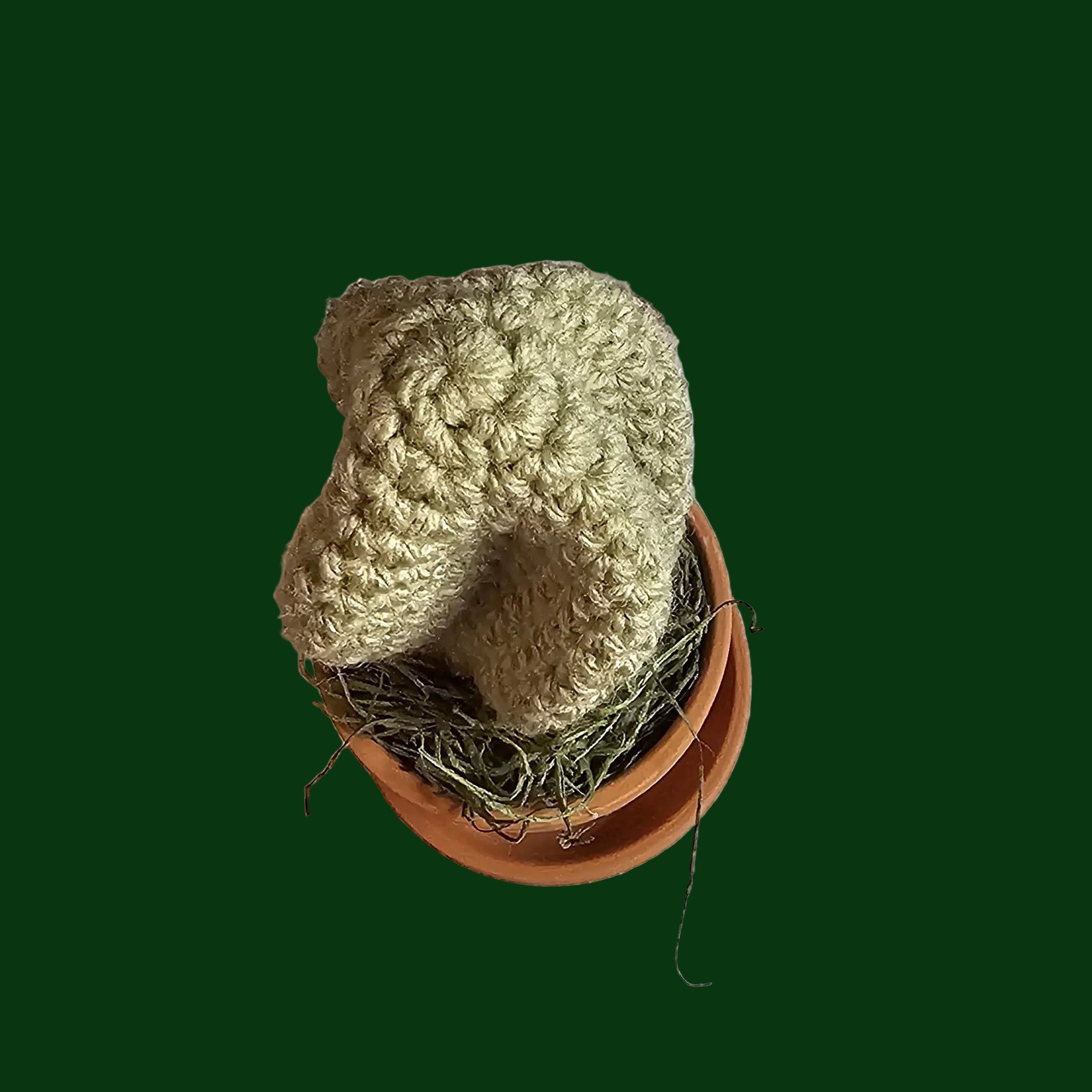 2 inch Cactus succulent